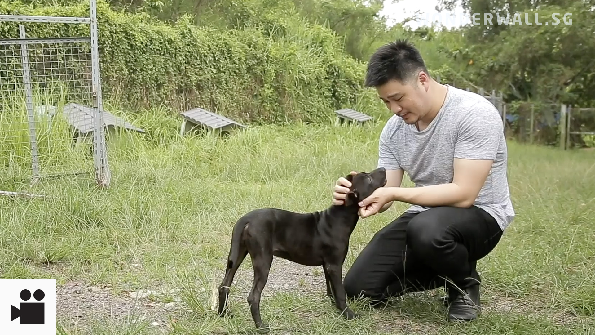 Aesthetic Doctor By Profession, Street Dog Rescuer By Calling