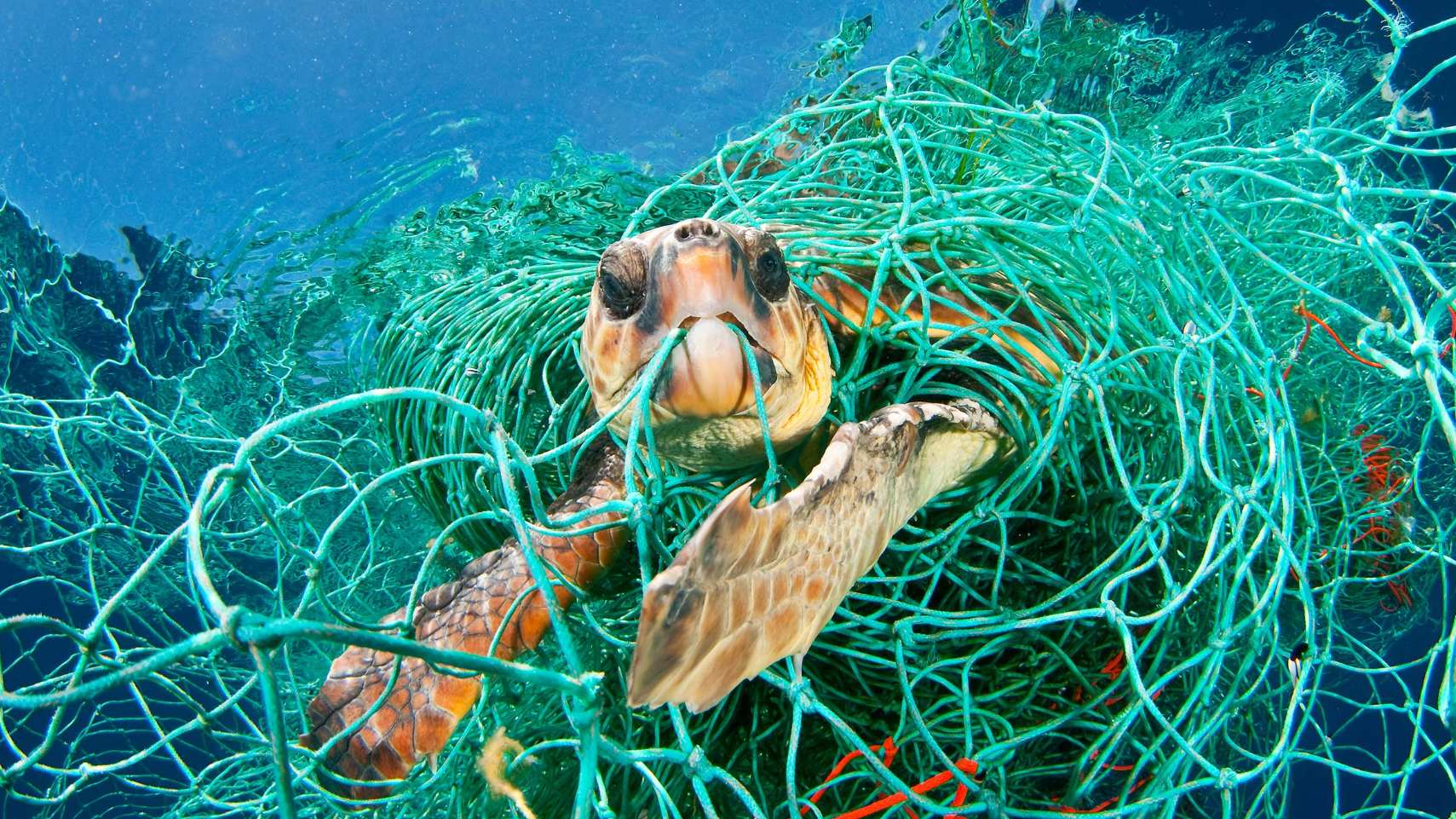 A Loggerhead Turtle is ensnared in an old plastic fishing net in the Mediterranean Sea off the coast of Spain. The turtle could stretch its neck above water to breathe, but it would have died if the photographer had not freed it.