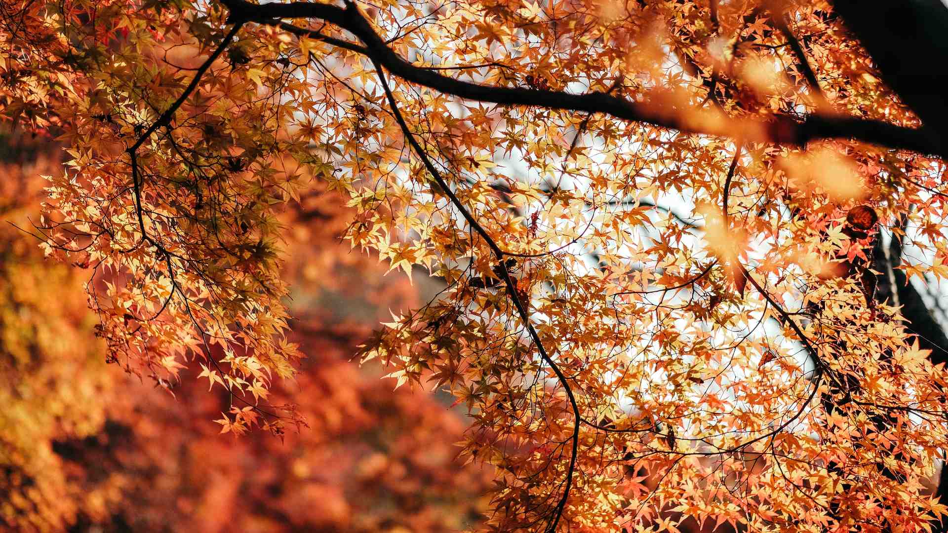 7 Ways To Experience Autumn In Singapore