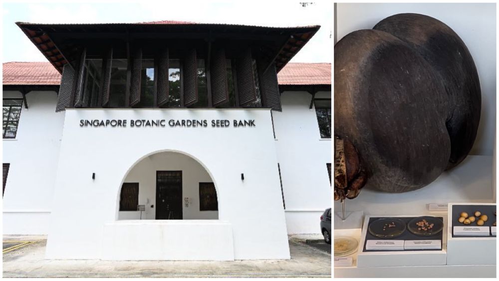 You seed to come visit this place. Housing thousands of seeds, the Seed Bank is teeming with life. And yes, that's the largest seed in the world aka "Double Coconut".